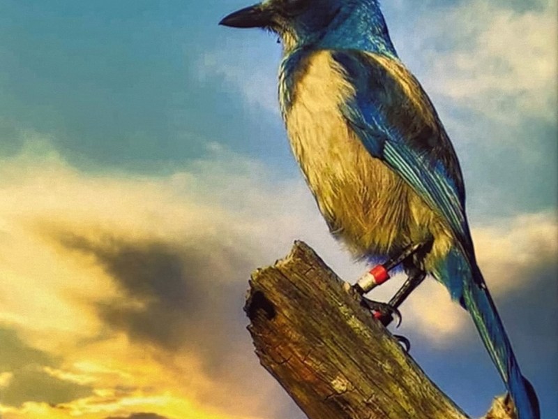 Florida’s Endemic Bird: The Florida&nbsp;Scrub-Jay